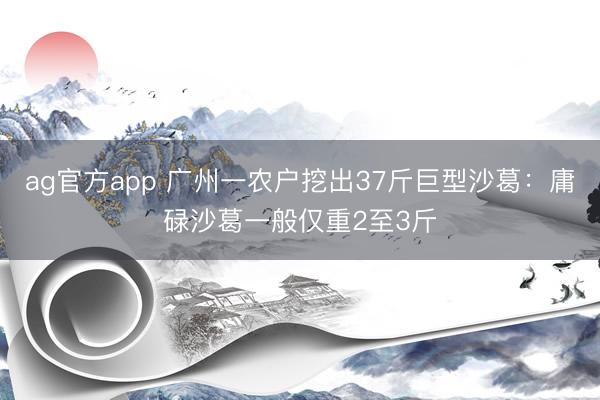 ag官方app 广州一农户挖出37斤巨型沙葛：庸碌沙葛一般仅重2至3斤